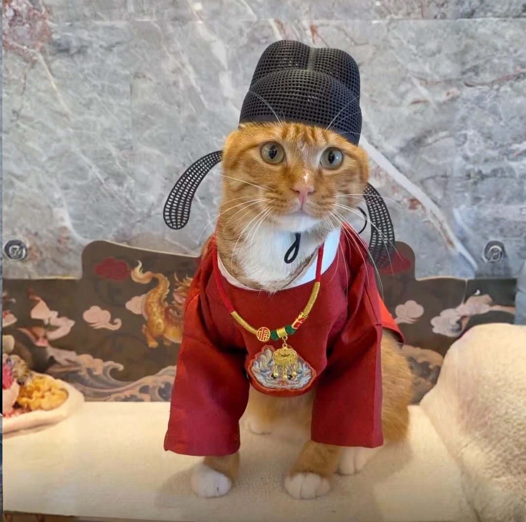 Ancient Chinese Cat Official Robe & Hat Costume